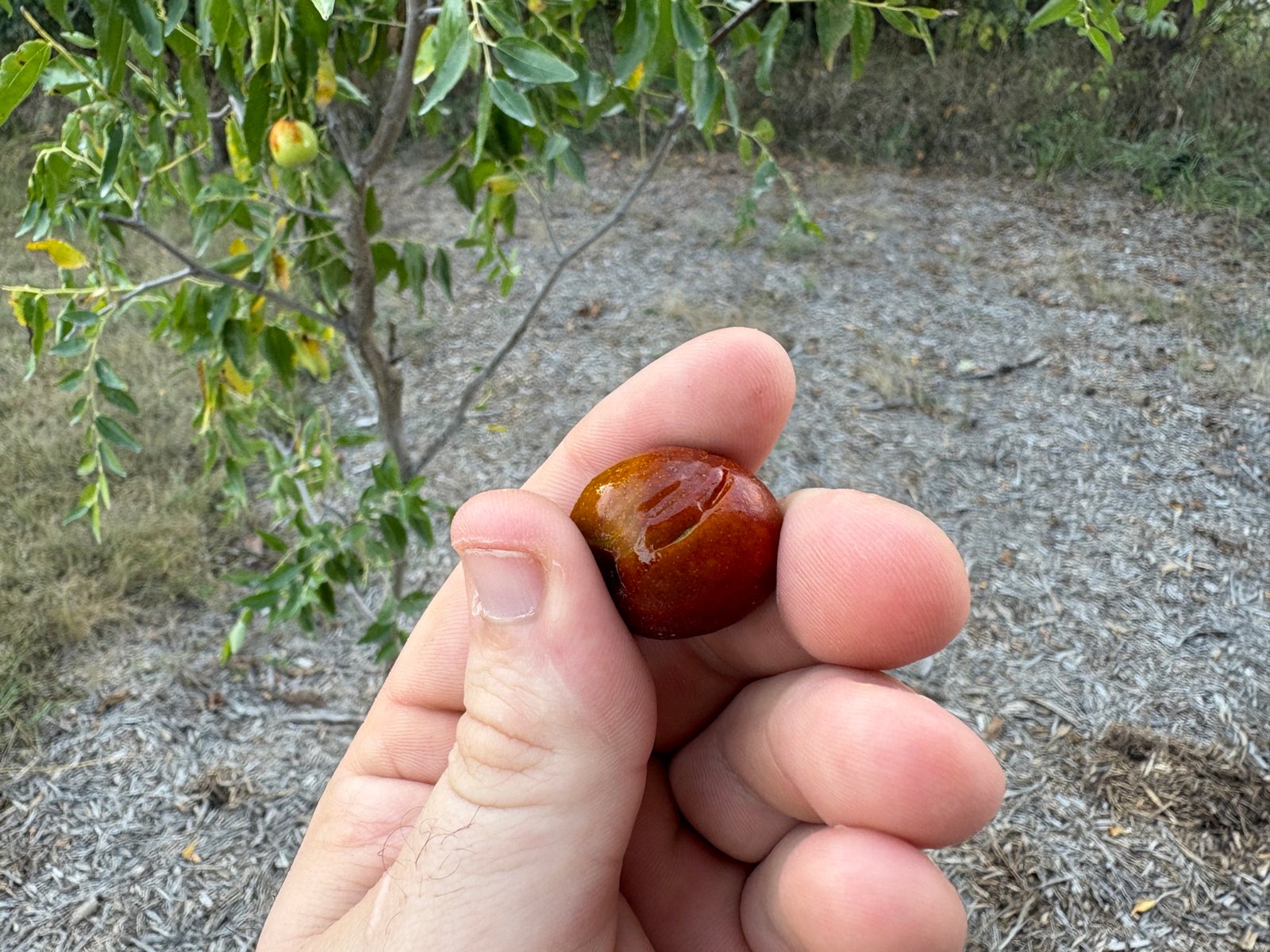 Fresh harvested jujube