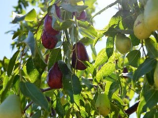 Jujube fruit on a tree