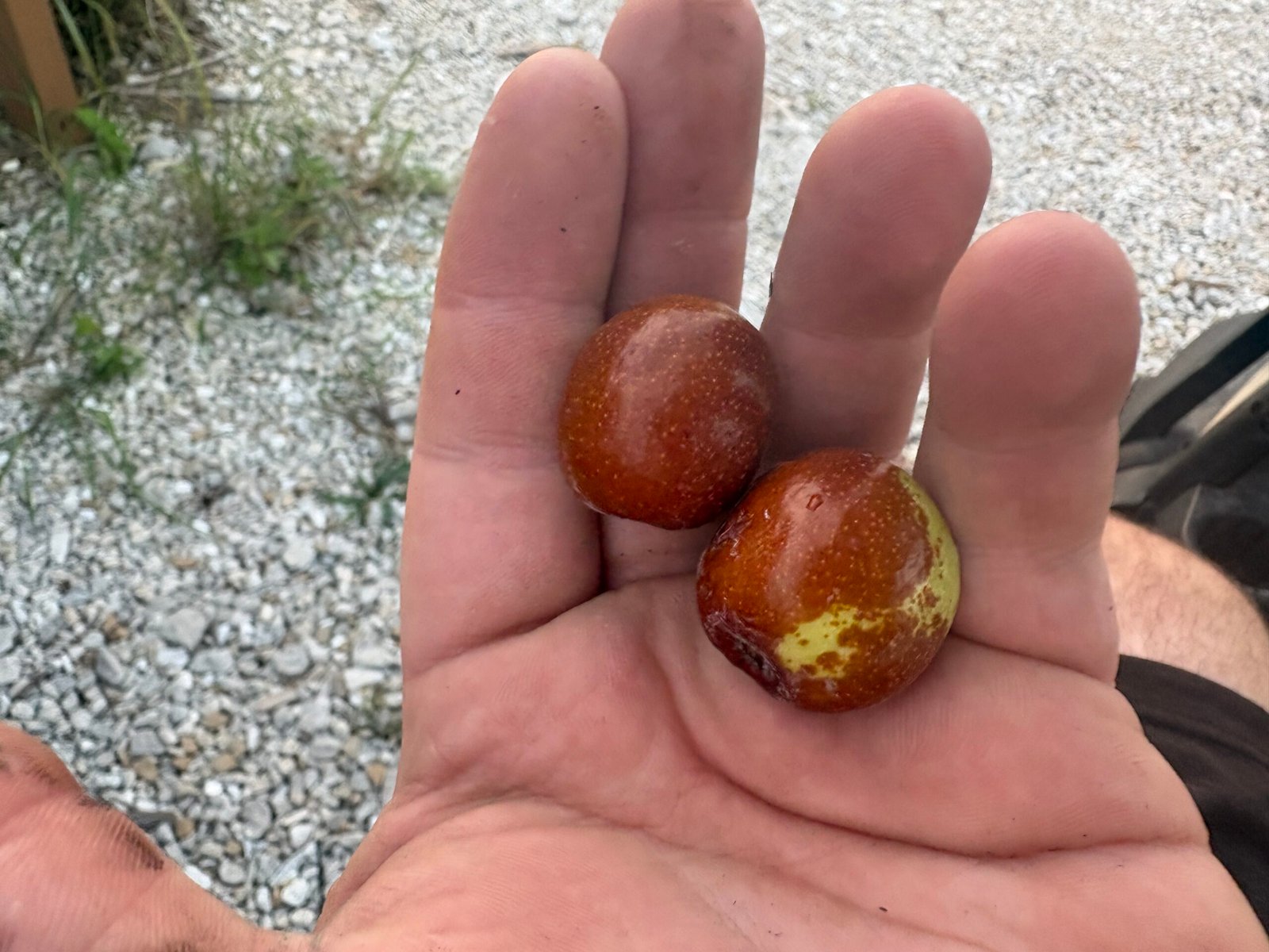 How Do You Know When a Jujube Is Ripe? Signs It’s Ready
