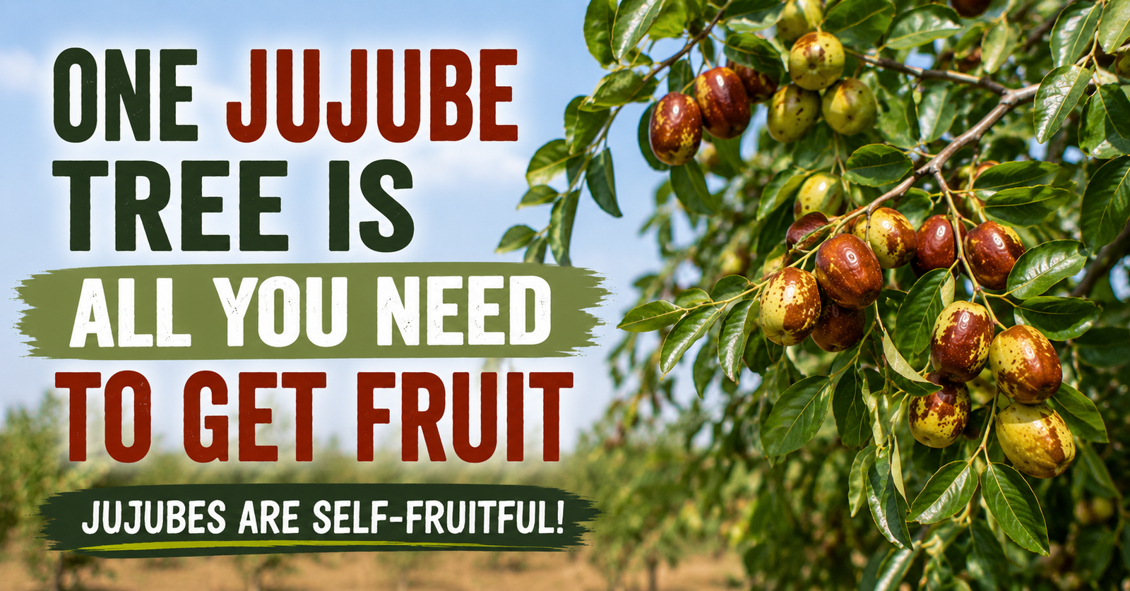 Do Jujube Trees Need Two Trees to Produce Fruit?