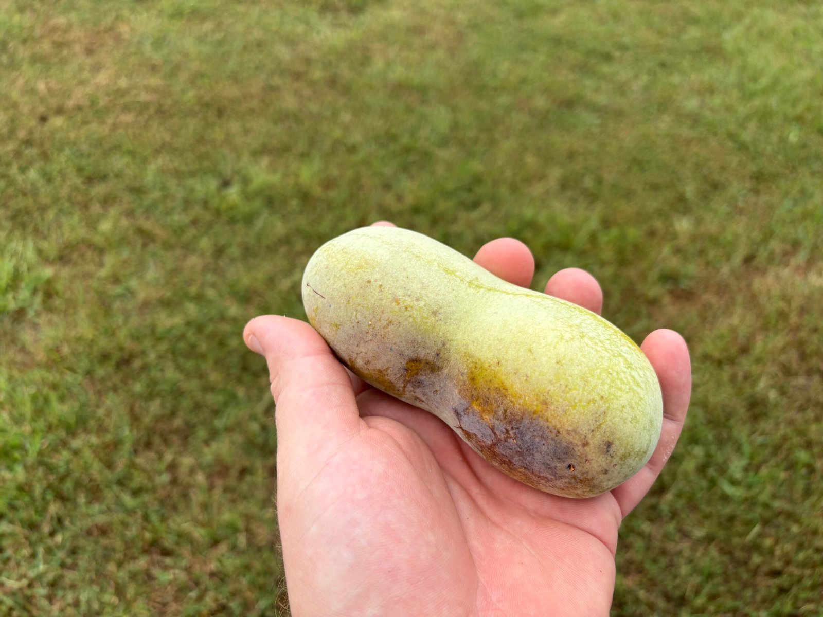 What Does a Ripe Pawpaw Look Like? Easy Identification Guide