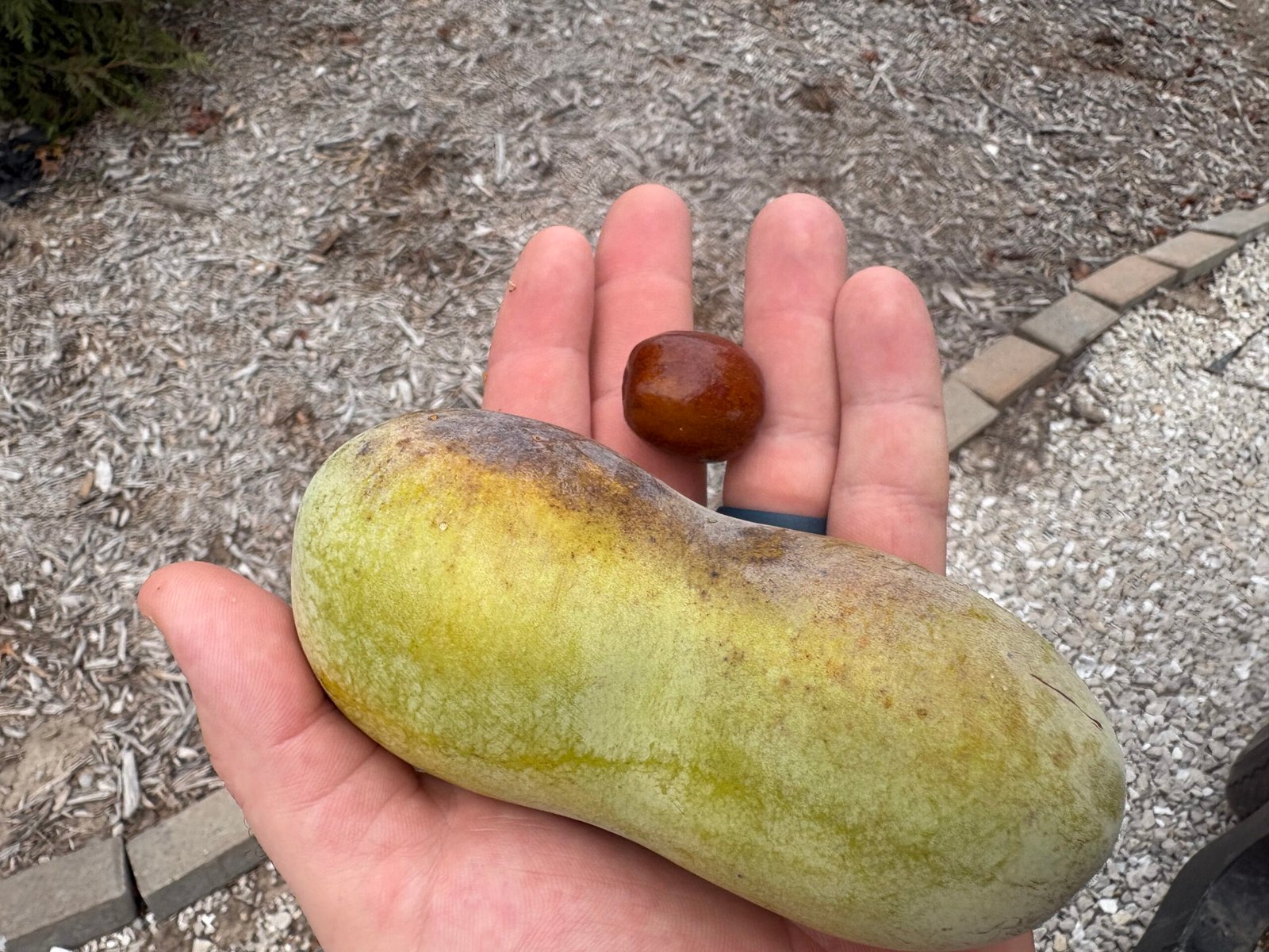 Jujube vs. Pawpaw: Which Fruit Is Better?