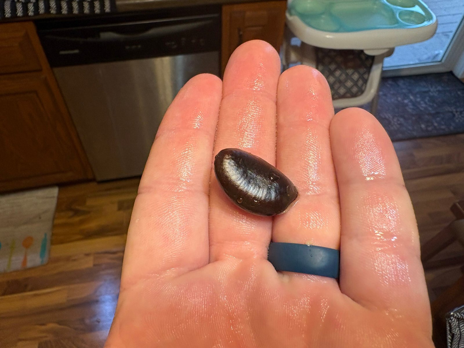 What Do Pawpaw Seeds Look Like? Identification Guide