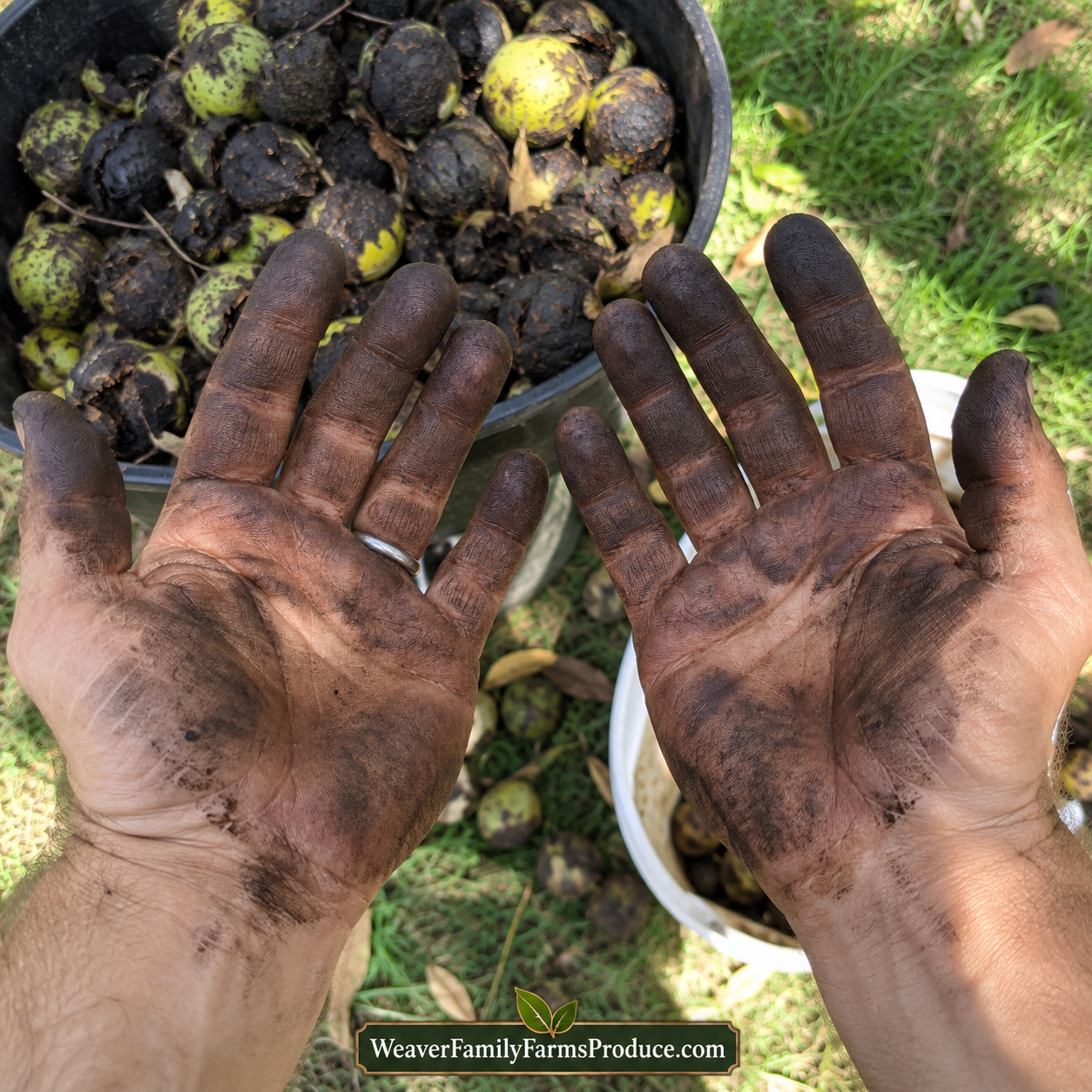 Stained hands from black walnuts