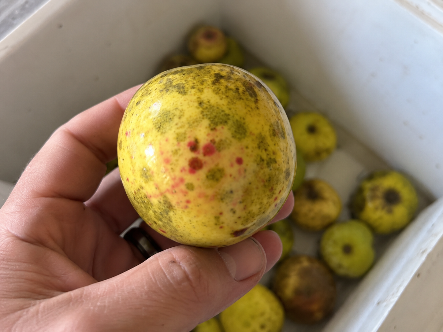 Red spots on apple I picked 